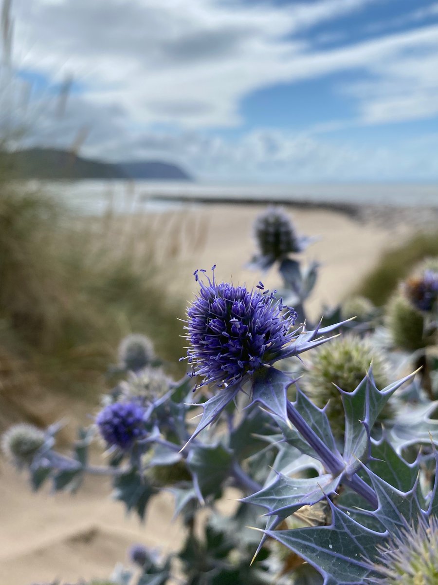 I love Sea Holly. I can’t walk past these wonderfully coloured flowers, without stopping to admire them. I’m not the only one, as there’s usually a crowd of bees and six-spot burnet moths there too!

#ByTheSea #WildflowerHour