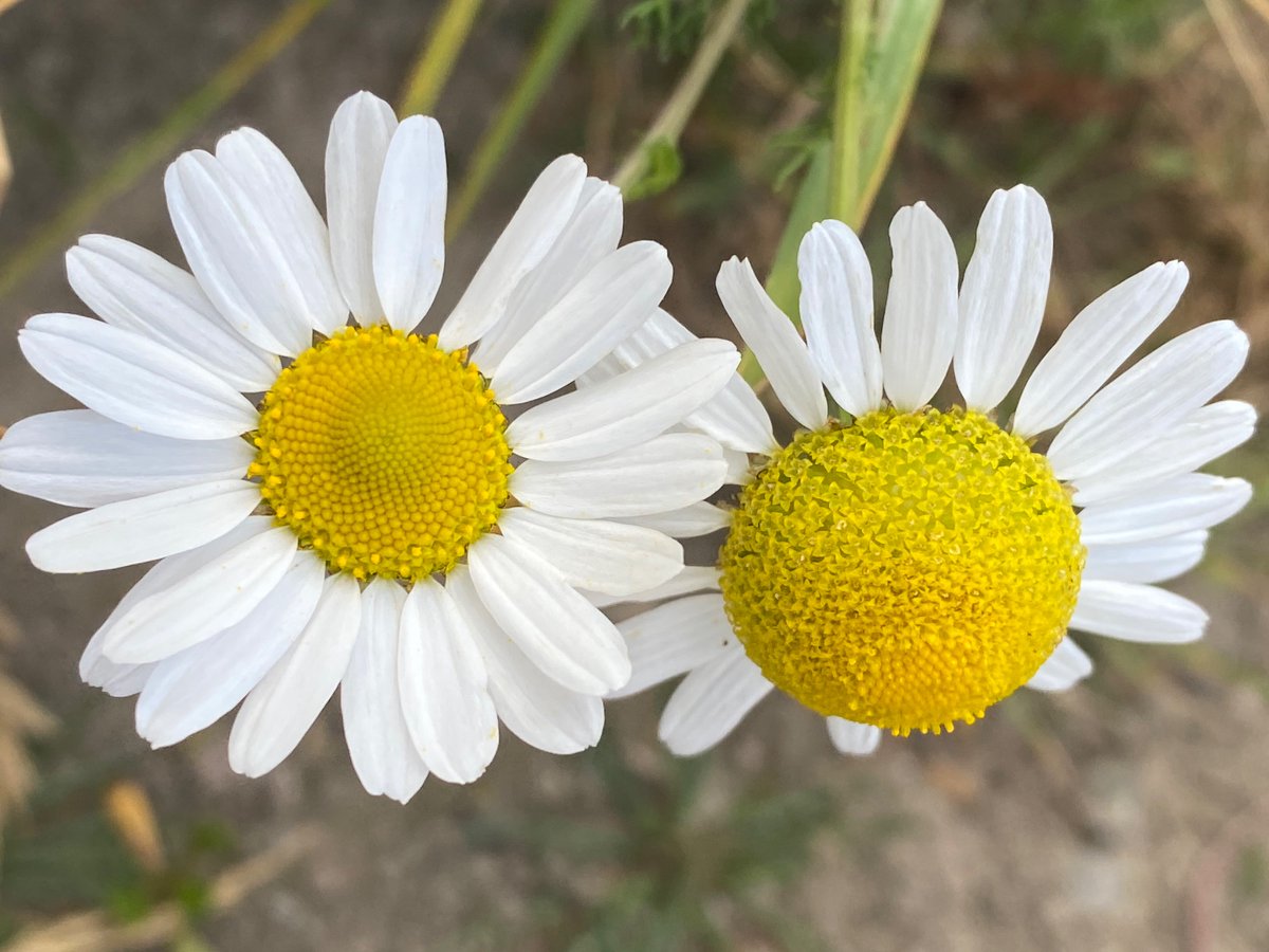 I’m not totally sure whether this is Sea Mayweed - whenever I see it I think ‘Big Daisy’ and get distracted by the wonderful Fibonacci spiral in the centre😁

#ByTheSea #WildflowerHour