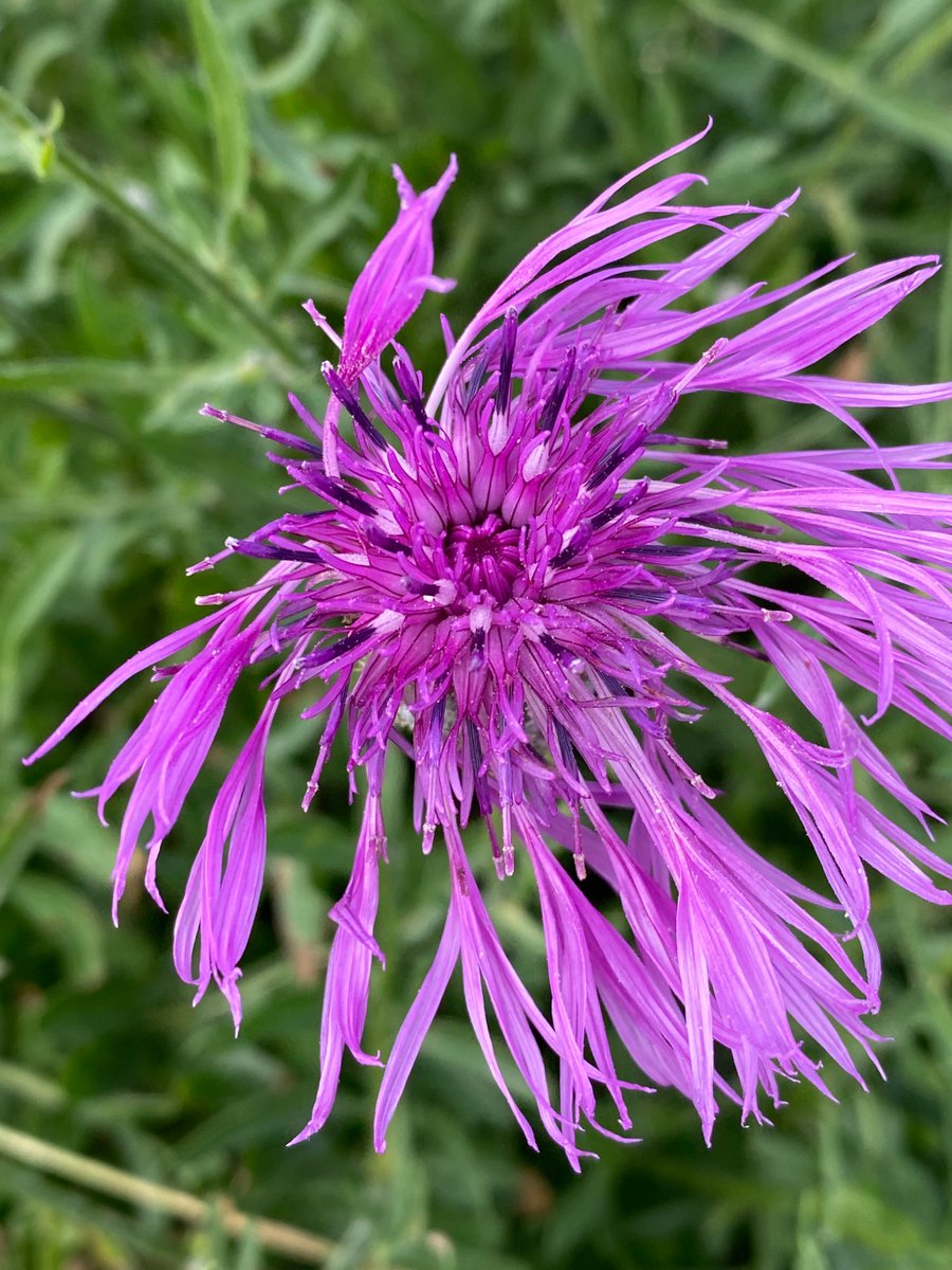 Beautiful feathery flowers that dance in the breeze. Greater Knapweed.

#WildflowerHour