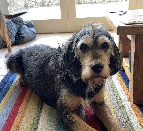 🆘1st AUG 2025 #Lost Tess #ScanMe
ELDERLY Black &amp; Tan Hound  Female
Old Forge Farm Cottage #Conford #GU30
County #Bramshott &amp; #Liphook #Hampshire
doglost.co.uk/dog/199421