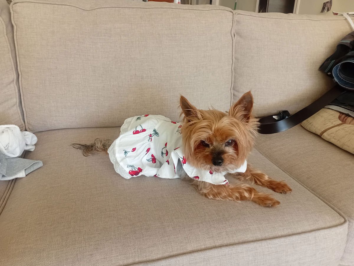 Happy National Yorkshire terrier day 1st of August my lovely baby GINGER🥰🥰🥰🥰