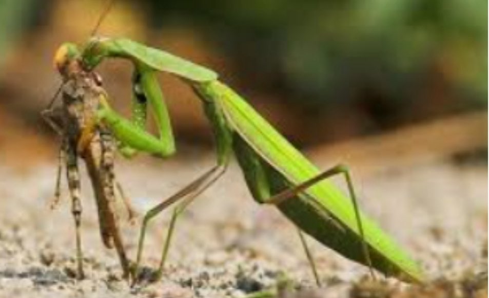 MindSnackLab's tweet photo. 😂 Would you risk it for love like a mantis? Share your wildest animal romance ideas! 👇  
Snack complete. Brain munching.  
#MindSnackLab #WildLife #CuriousMinds  
Thread: 3/3 https://t.co/8fNBKbvnFY