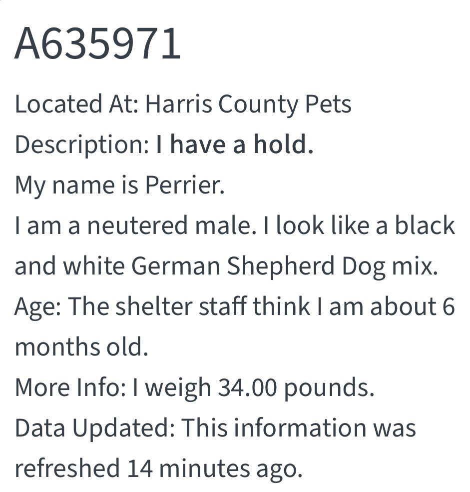 💙💙🎉🥳PERRIER has been tagged by a rescue! This sweet boy is now really safe and can have some decompression time, love and proper medical care! Thank you all so very much 🙏🐾Please stay tuned for more updates!
PERRIER 💙🎉💙🐾🙏
Houston #TX