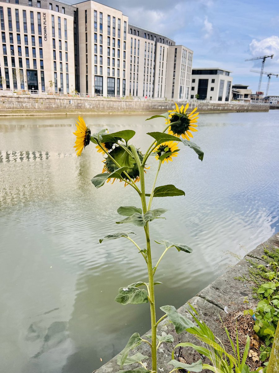 43 #NHS1000miles walked this week .. trying to keep motivated …
A lone  sunflower at the side of the river epitomises how  resilient nature is ❤️.. hope you’ve all had a good week   YTD 1235