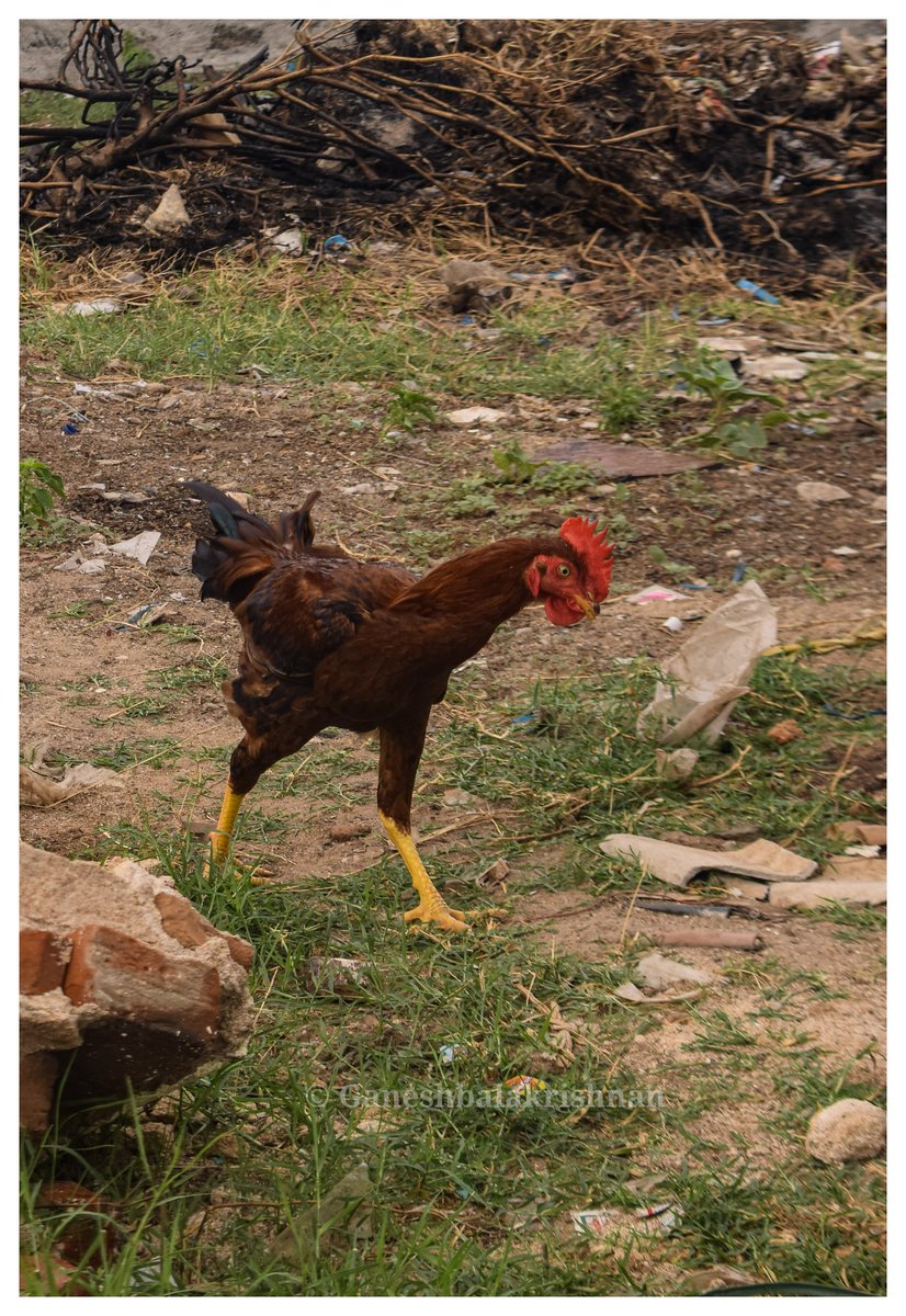 ganeshbal667's tweet photo. Bird https://t.co/S1Xs7FFbU5