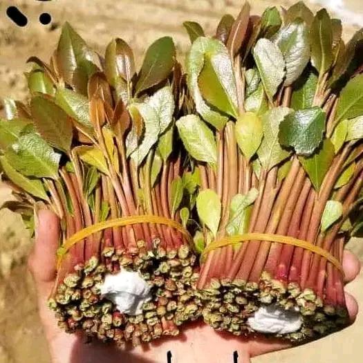 توصيل بلجمله من يبغئ نورد له لجميع انحاء المملكه  يتوصل واتساب أو اتصال على الرقم00967736621274