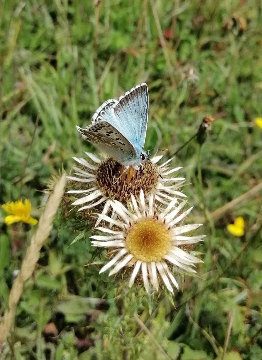 Carline Thistle (Carlina vulgaris), with a Chalkhill Blue #ByTheSea at Castle Hill, Folkestone in Kent. #wildflowerhour <a href="/wildflower_hour/">wildflowerhour</a> <a href="/BSBIbotany/">BSBI: Botanical Society of Britain & Ireland</a> <a href="/Love_plants/">Plantlife</a> <a href="/savebutterflies/">Butterfly Conservation 🦋</a> <a href="/KentWildlife/">Kent Wildlife Trust</a> <a href="/KentFieldClub/">Kent Field Club</a>