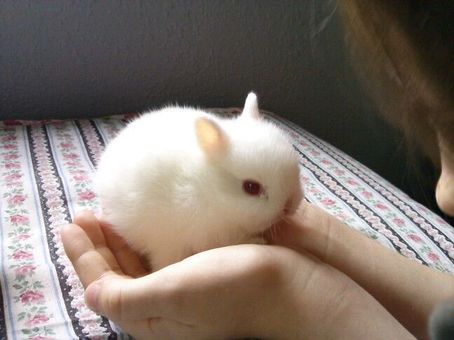 Bunnies (@bunnies) on Twitter photo 