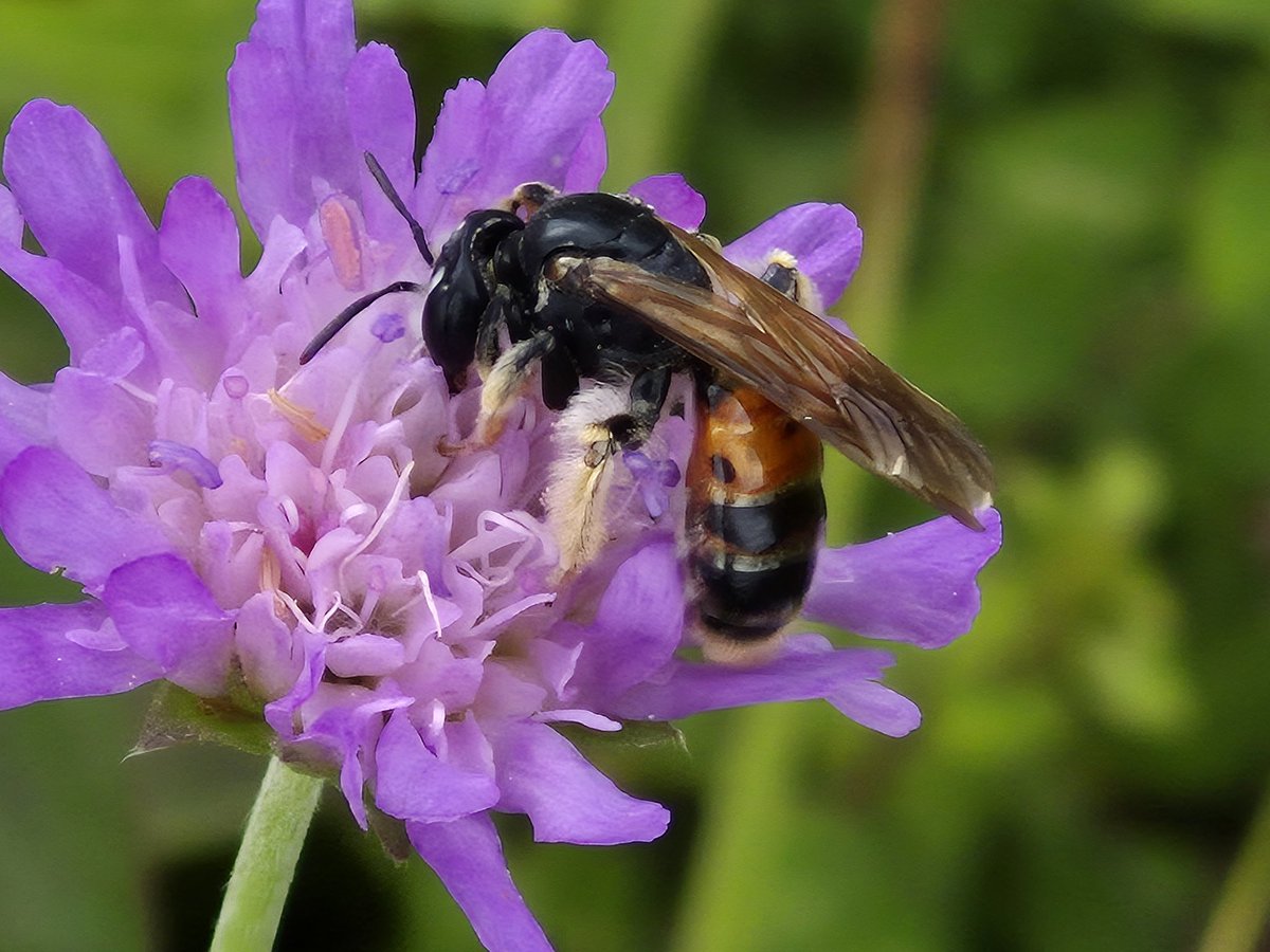 Chiltern Woods (@chilternwoods) on Twitter photo The large scabious mining bee, Andrena hattorfiana, on field scabious photo yesterday <a href="/BBOWT/">BBO Wildlife Trust</a> Grangelands <a href="/ChilternsNL/">Chilterns National Landscape</a> #wildflowerhour The large scabious mining bee, Andrena hattorfiana, on field scabious photo yesterday <a href="/BBOWT/">BBO Wildlife Trust</a> Grangelands <a href="/ChilternsNL/">Chilterns National Landscape</a> #wildflowerhour