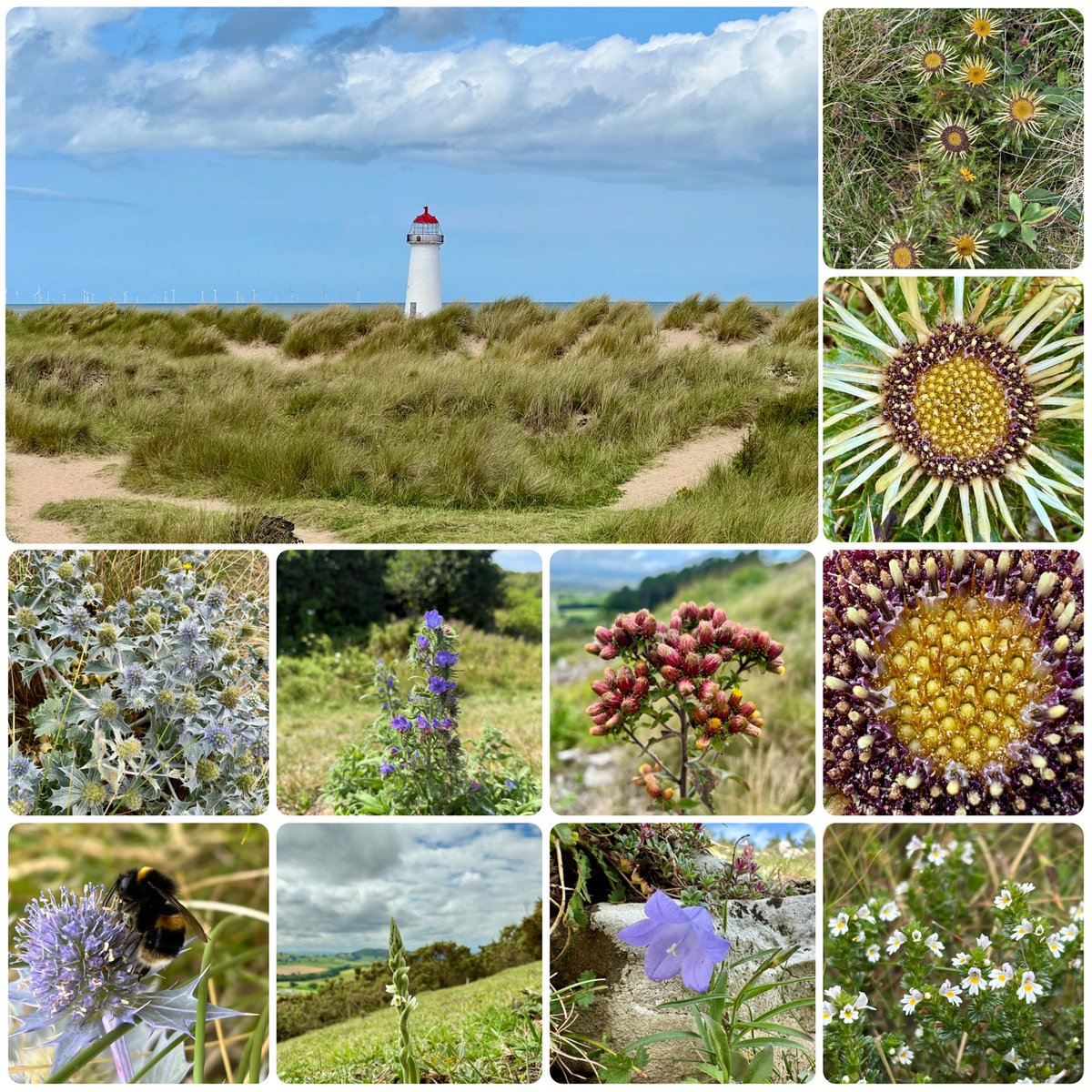 We had a proper old-fashioned day out #ByTheSea yesterday with ice cream &amp; wildflowers galore! Clockwise from top right Carline Thistle, Eyebright, Harebell, the first Autumn Ladies Tresses, Sea Holly, Viper’s Bugloss, Ploughman’s Spikenard &amp; a lighthouse!!! #WildflowerHour 🌊🍦