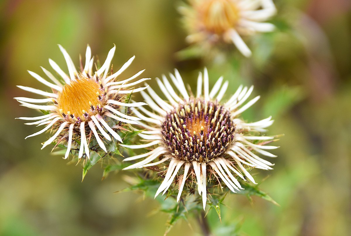 Chiltern Woods (@chilternwoods) on Twitter photo Carline thistle flowers - not #ByTheSea but on chalk grassland in Buckinghamshire for #wildflowerhour <a href="/BSBIbotany/">BSBI: Botanical Society of Britain & Ireland</a> Carline thistle flowers - not #ByTheSea but on chalk grassland in Buckinghamshire for #wildflowerhour <a href="/BSBIbotany/">BSBI: Botanical Society of Britain & Ireland</a>