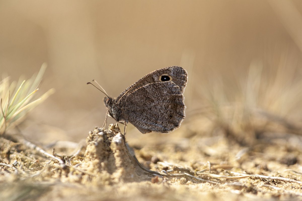 inhenriesname's tweet photo. Twee kleine heivlinders (Hipparchia statilinus), de ene gefotografeerd in Frankrijk, de andere in Nederland. Zelfde soort maar toch een behoorlijk ander uiterlijk. In Frankrijk was deze bijna op elke plek waar ik ging kijken aanwezig, dat is hier toch wel anders. https://t.co/iJKO9u7VoD
