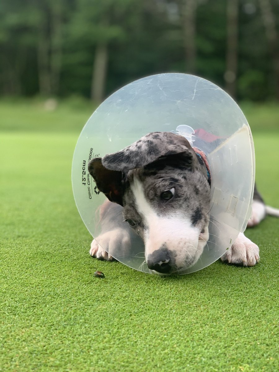 TJohnston tweet media