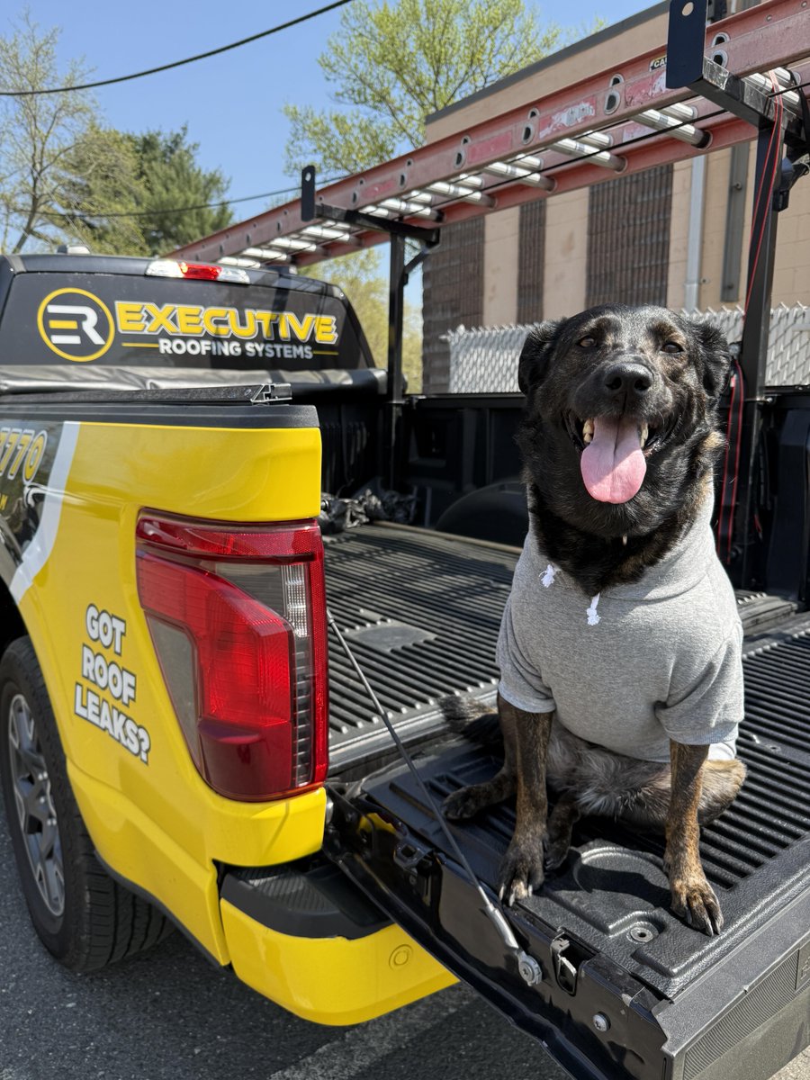 Sarah Quintana of Executive Roofing Systems of Spotswoood, New Jersey writes, "Lily is a beautiful mixed-breed rescue girl and a valued member of the Executive Team. She loves a good nap in the office or conference room.."

#RoofersCoffeeShop #RoofingProfessionals #RoofingRespect