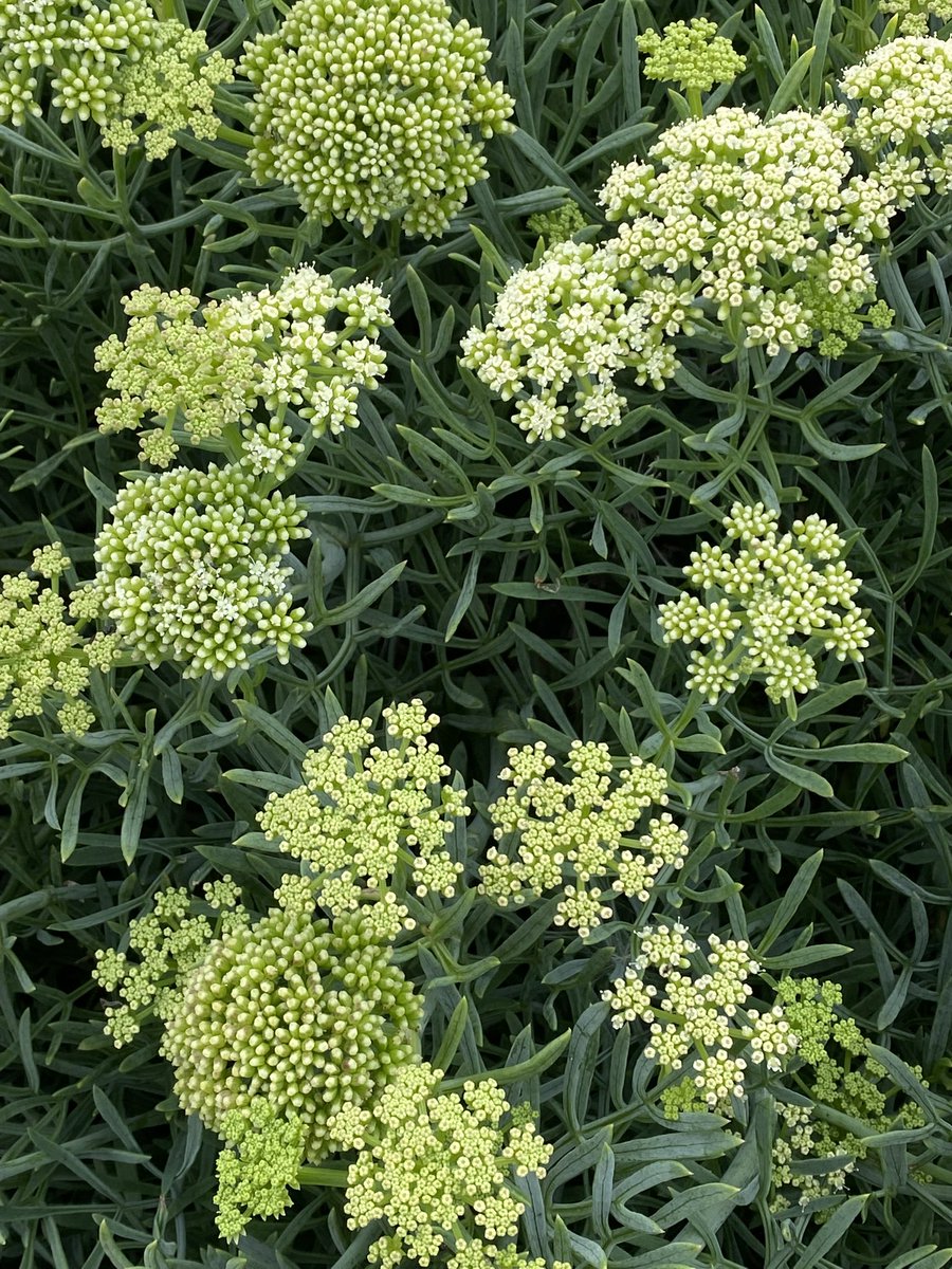 What a stunning plant, Rock Samphire at Cogden (part of Chesil) Beach in Dorset for #ByTheSea #WildflowerHour <a href="/wildflower_hour/">wildflowerhour</a>