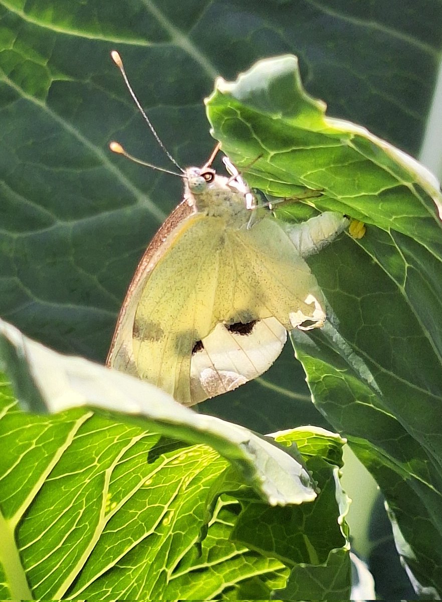 Vandaag in de moestuin een groot koolwitje eierleggend op onze kool.