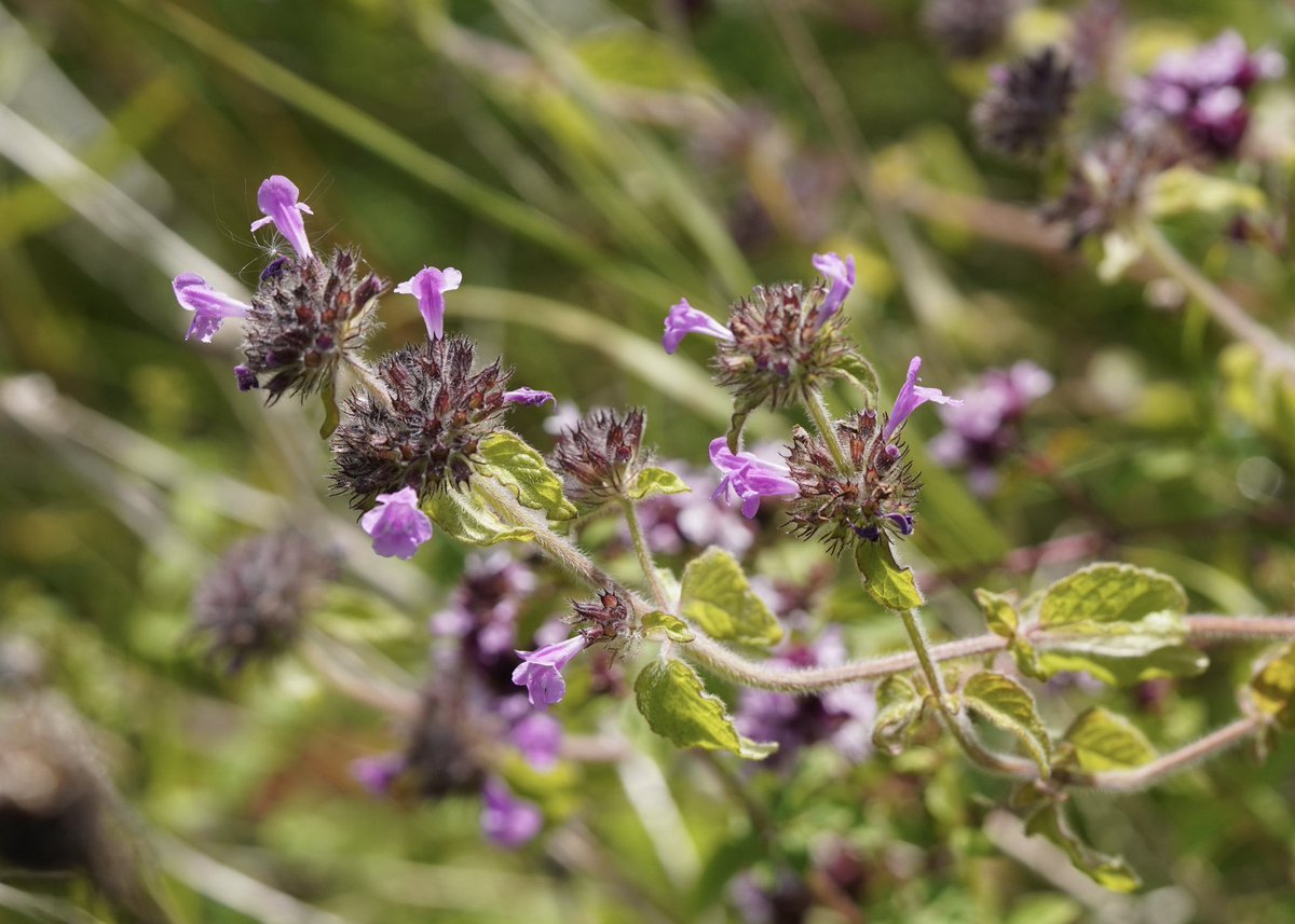 My camera was trained on this rather scruffy skipper when I realised it had led me to a plant new to me that I recognised from #wildflowerhour!

Wild Basil (Clinopodium vulgare) at Hoe Grange Quarry, Derbyshire
<a href="/wildflower_hour/">wildflowerhour</a> <a href="/BSBIbotany/">BSBI: Botanical Society of Britain & Ireland</a>