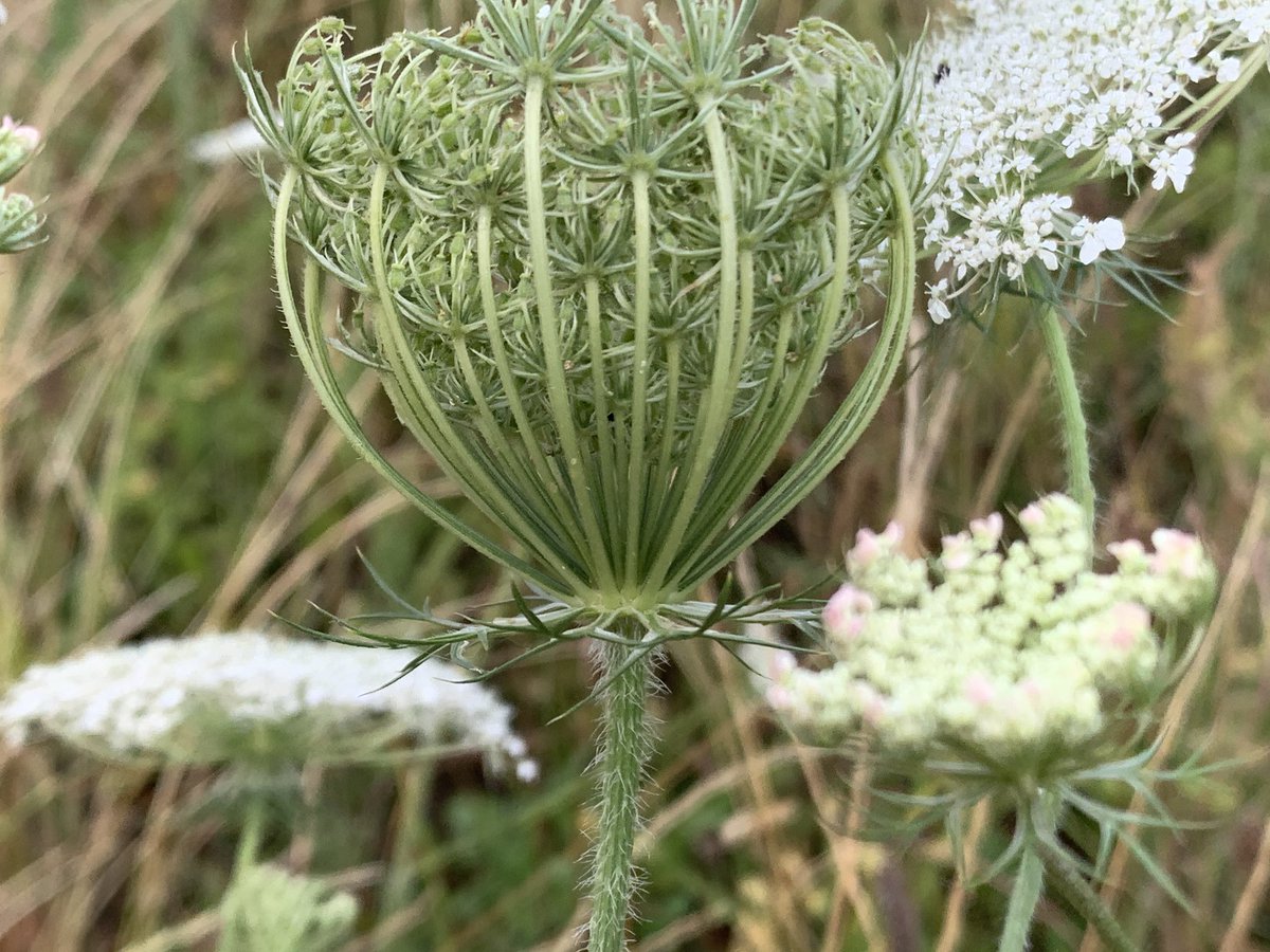 Large leafy divided bracts, dark red central flower, umbels form a ball after flowering, spiny fruits. 

It must be Wild Carrot (Daucus carota), here buffeted by the wind on the approach road to Hardwick Hall, Derbyshire <a href="/NThardwick/">Hardwick Hall and Stainsby Mill</a> 

#wildflowerhour <a href="/wildflower_hour/">wildflowerhour</a> <a href="/BSBIbotany/">BSBI: Botanical Society of Britain & Ireland</a>