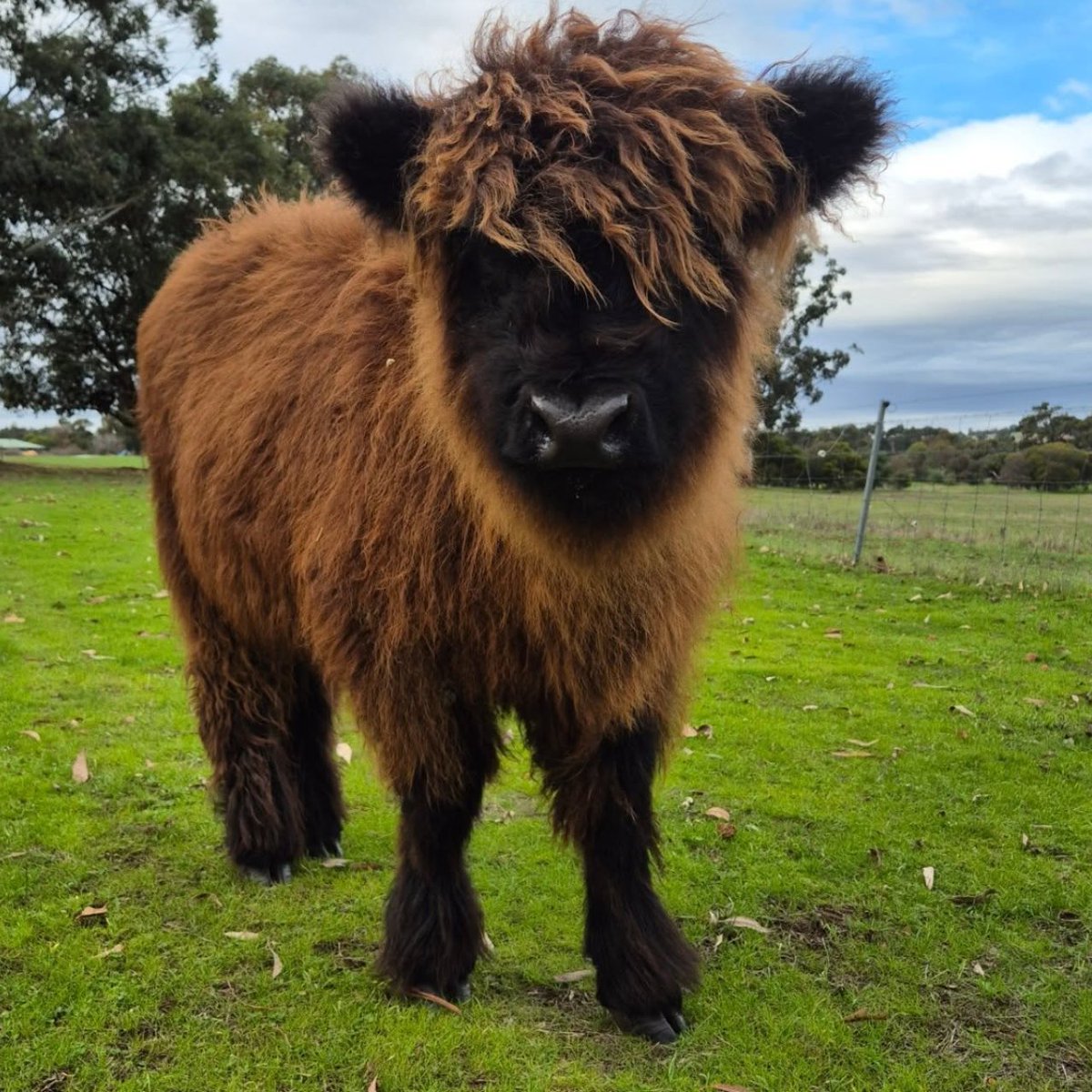 Cow of the Day🐮 tweet media