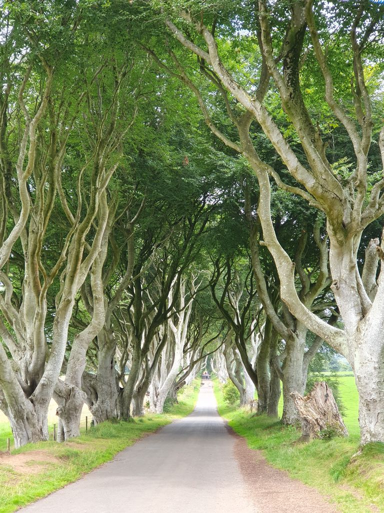 OsborneTweets's tweet image. Our kayaking in the Atlantic was cancelled today, so visited the #DarkHedges instead. Not quite the same thrill.