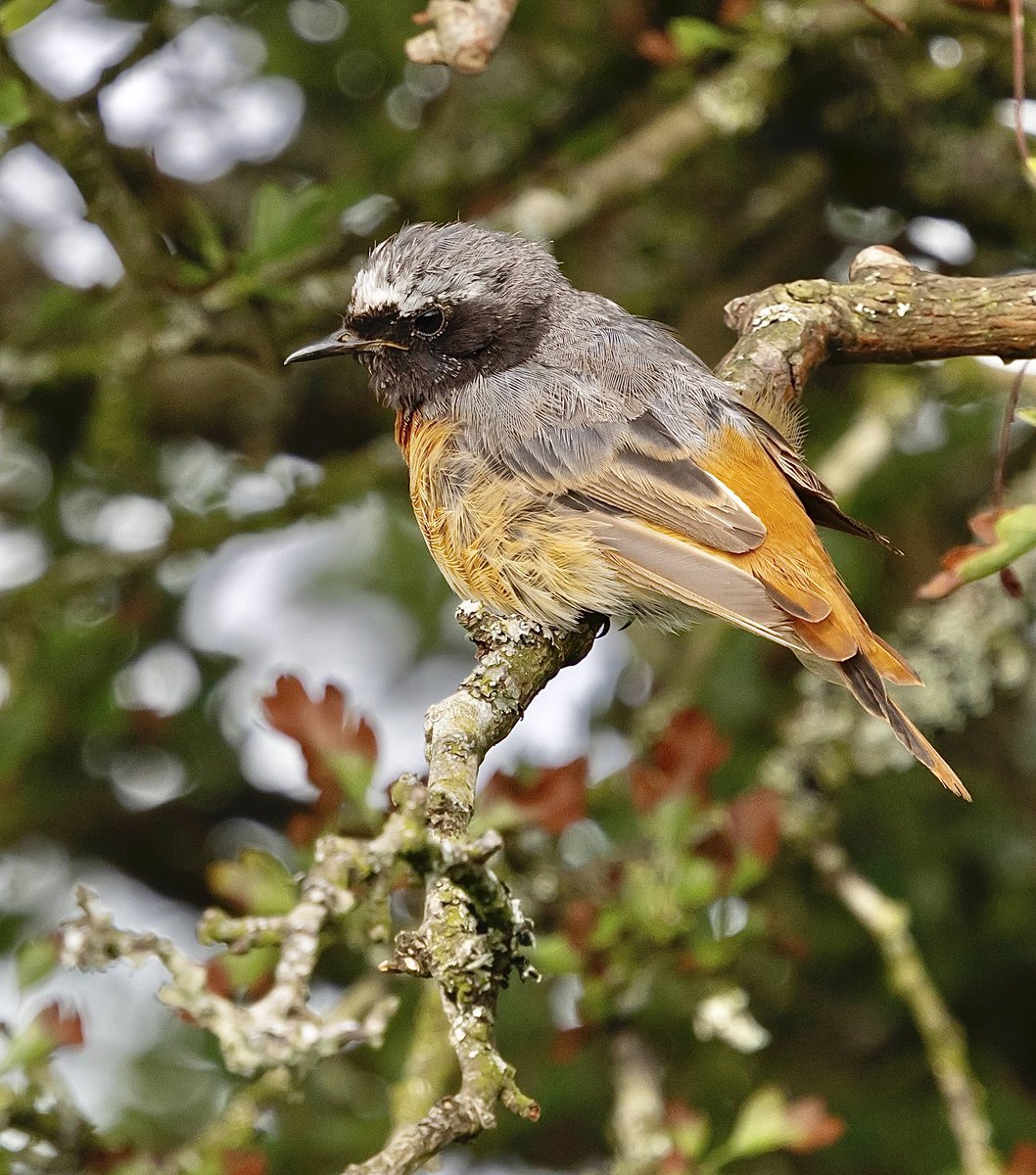 Male Common Redstart on Bodmin moor.
<a href="/CBWPS1/">Cornwall Birds</a> #wildlifephotography #NatureLovers #birdphotography #birding #birds #NaturePhotography
