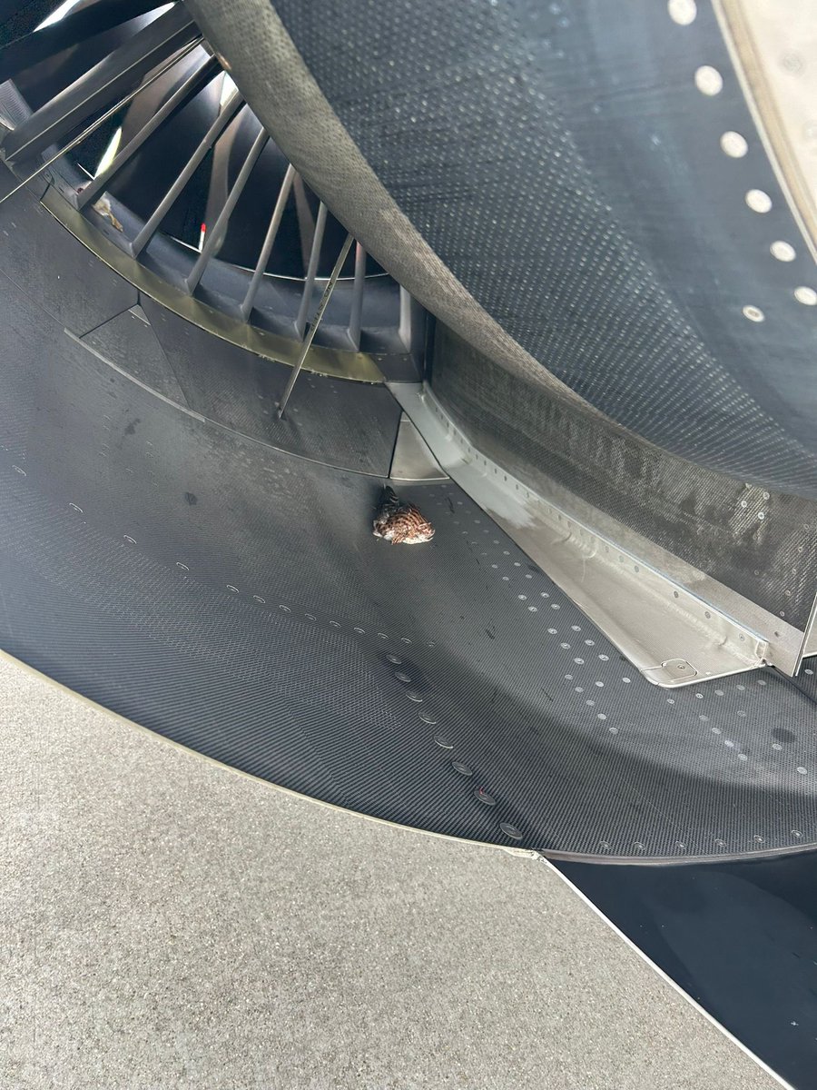 aircraftmaintenancengineer (@airmainengineer) on Twitter photo Iberia Airbus A321 XLR Suffers Bird Strike Damage
A two-month-old Iberia Airbus A321-253NY XLR (MSN 12375 / EC-OOJ) sustained damage to its right engine from a bird strike while operating flight IB579 to Paris (ORY) earlier today.
📸 by <a href="/ivancp25/">Iván Castro Palacios</a> Iberia Airbus A321 XLR Suffers Bird Strike Damage
A two-month-old Iberia Airbus A321-253NY XLR (MSN 12375 / EC-OOJ) sustained damage to its right engine from a bird strike while operating flight IB579 to Paris (ORY) earlier today.
📸 by <a href="/ivancp25/">Iván Castro Palacios</a>