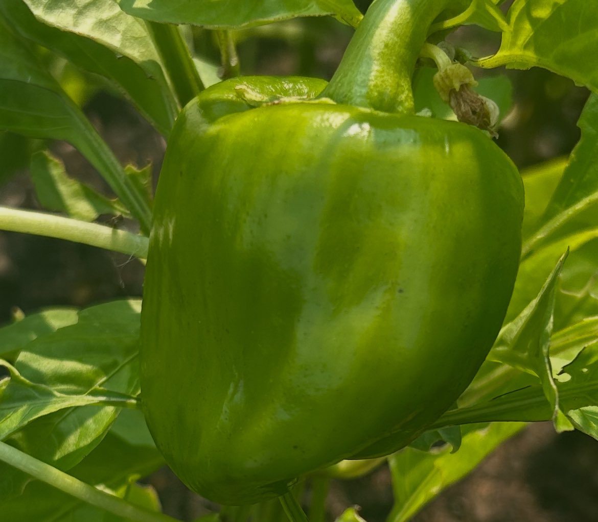 5 days later and that same pepper is starting to form well. Depending on when you harvest will determine the sweetness of these California wonder sweet peppers. 
Green pepper is more bitter 
Yellow pepper is a mildy sweet
Red pepper is fully sweet