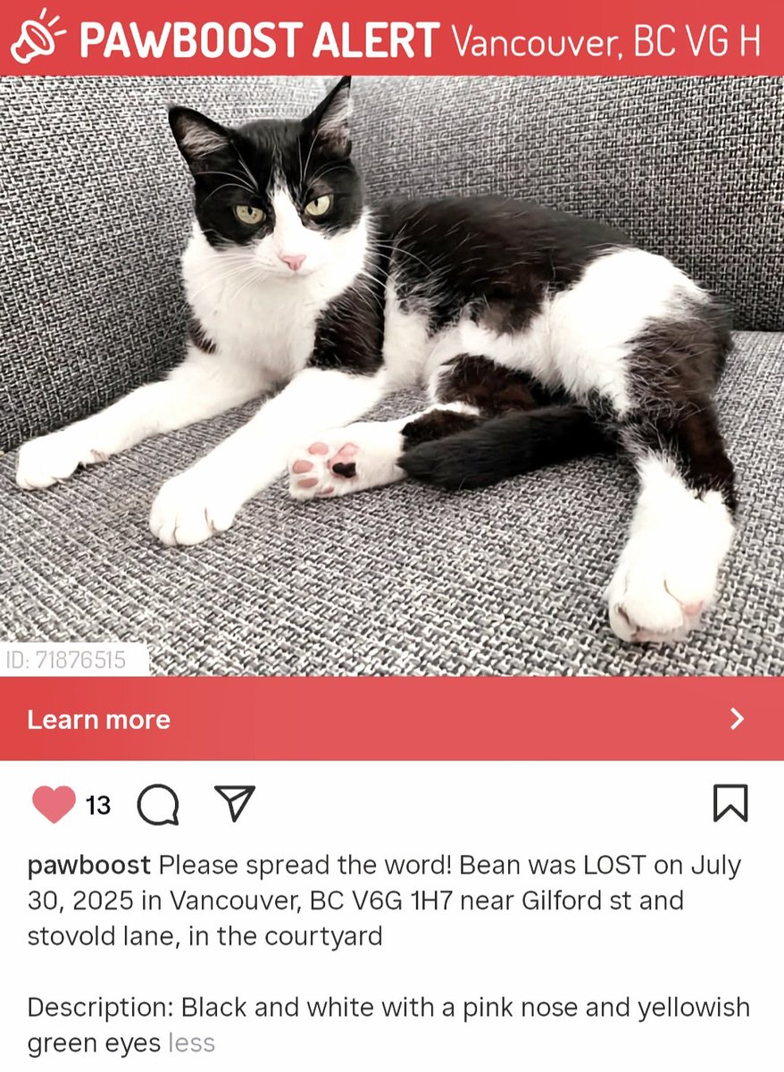 #missingcat please repost, thanks 🙏🏻🩵🐈 #CatsOfTwitter
