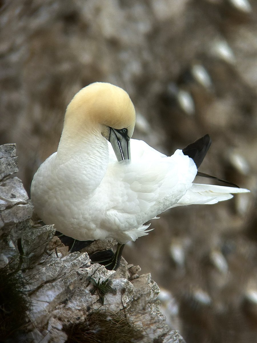 Callum Saunders tweet media