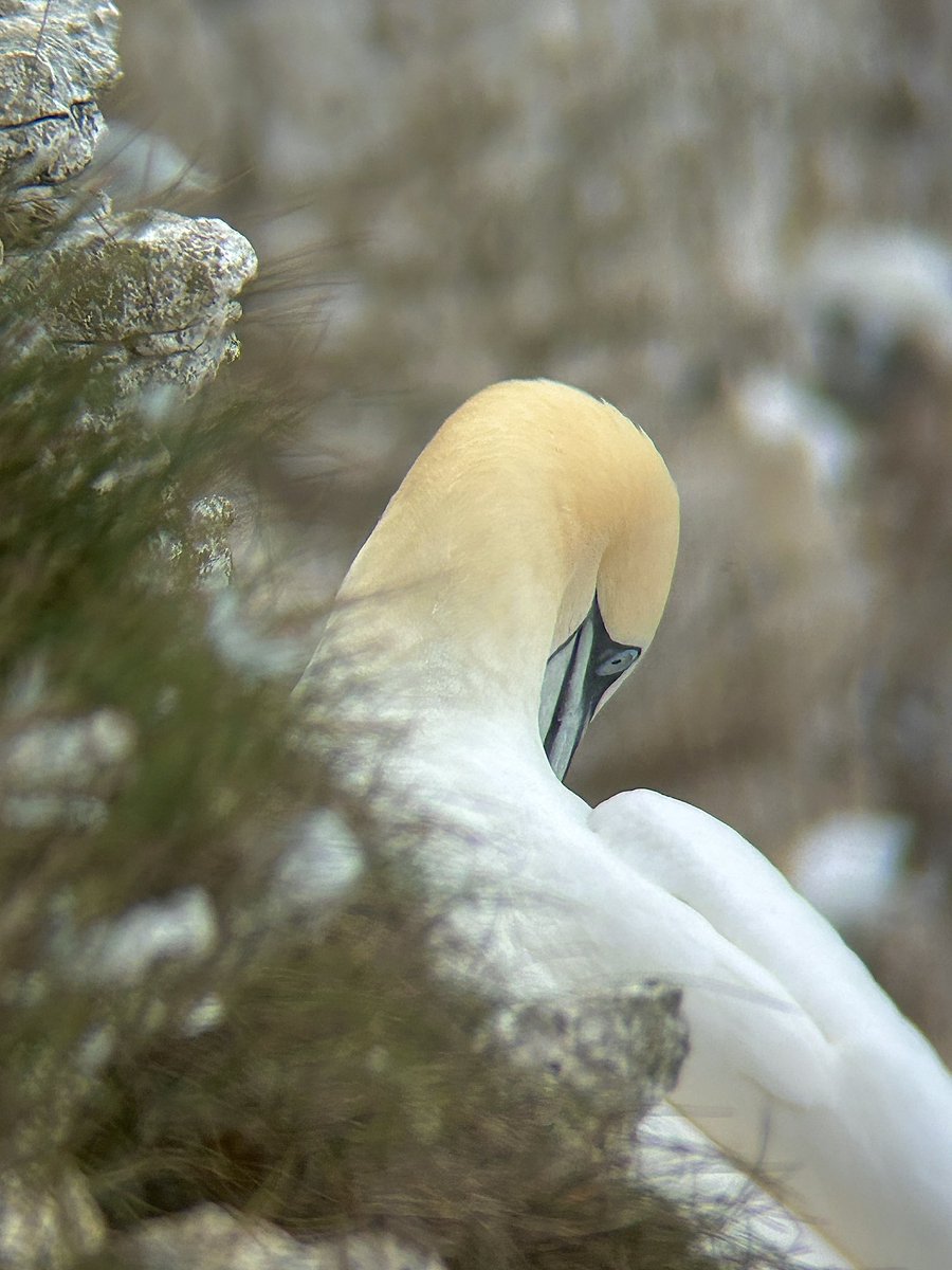 Callum Saunders tweet media