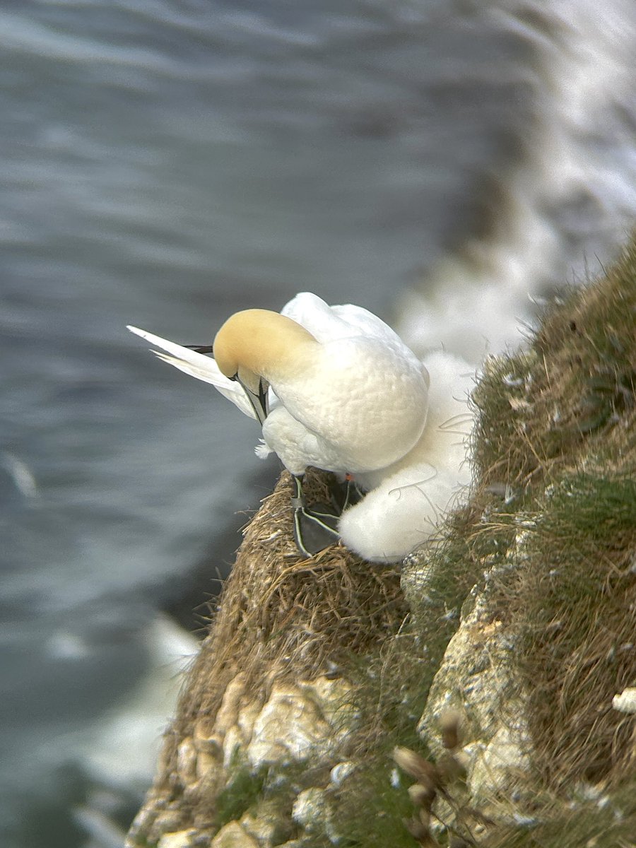 Callum Saunders tweet media