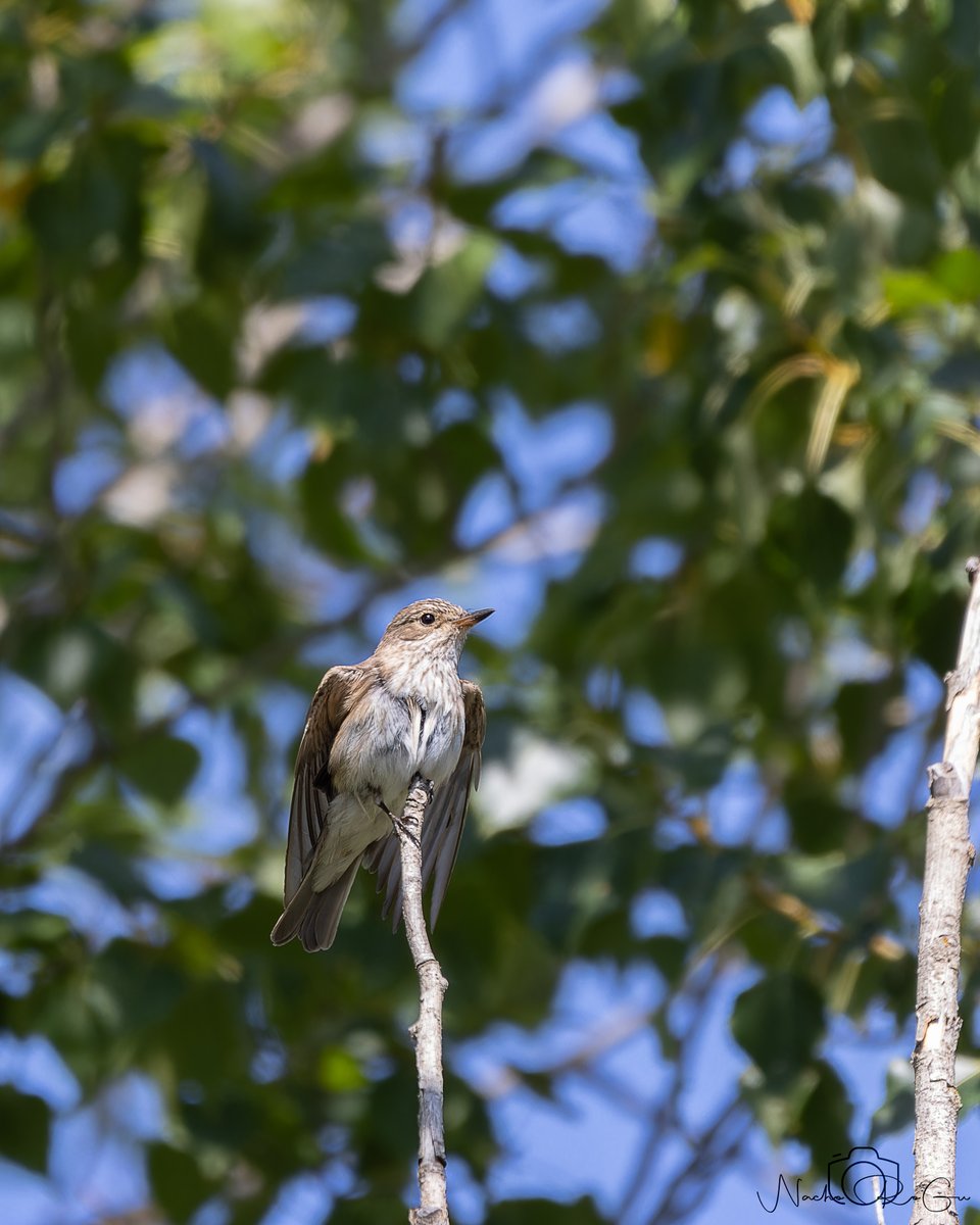 Papamoscas gris (Muscicapa striata).