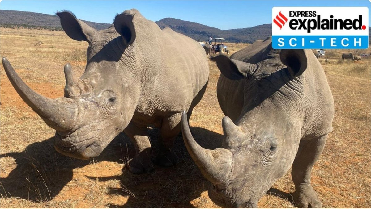 Rajmalhotrachd's tweet photo. 🦏 RHINO CONSERVATION & RHISOTOPE PROJECT #WildlifeConservation #UPSC2026 #Environment 🧬
🧪 RADIOACTIVE ISOTOPE TECHNOLOGY #ModernTechnology #AtomicScience #ConservationInnovation ⚛️
📊 Basic Science Concepts
- Radioactive Isotopes (Radioisotopes) 🔬: Unstable forms of elements that emit radiation to transform into stable forms
- Keratin 💪: Natural protein substance that makes up rhino horns (similar to human hair and nails)
- Biological Dosimetry 🧬: Scientific technique to measure radiation exposure in living organisms
- Micronuclei Formation 🔍: Cellular indicator of DNA damage used in toxicity studies