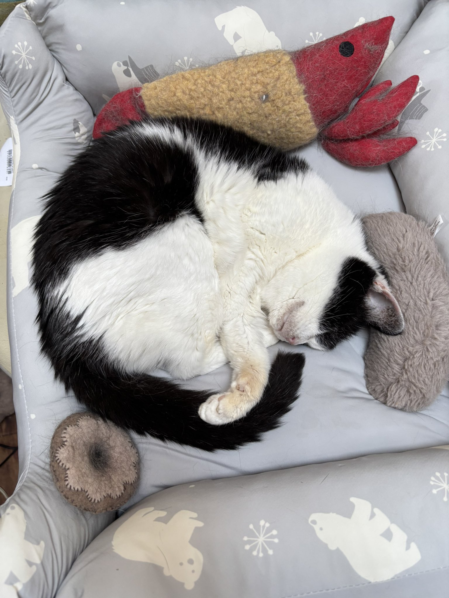 ネコチャンページ Sad news] My cat fell into the pool again [Cat speaking