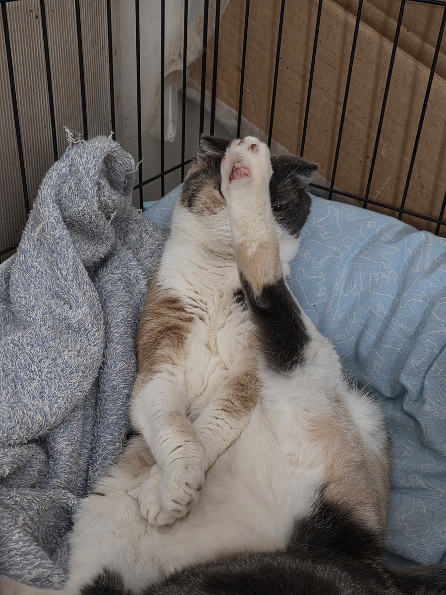 なぜこんな格好で寝れる？🐱
#スコティッシュホールド
