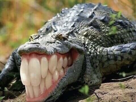 YO SOY UN PIRATA PUES ME ENCANTA SER RATERO, HURTAR, SAQUEAR, BURLAR Y DESPOJAR SON LO PRIMERO
SER UN MARRULLERO PILLO ES LO QUE MÁS ME ENCANTA
MIREN COMO BAILO EL BOOGEY DEL PIRATA