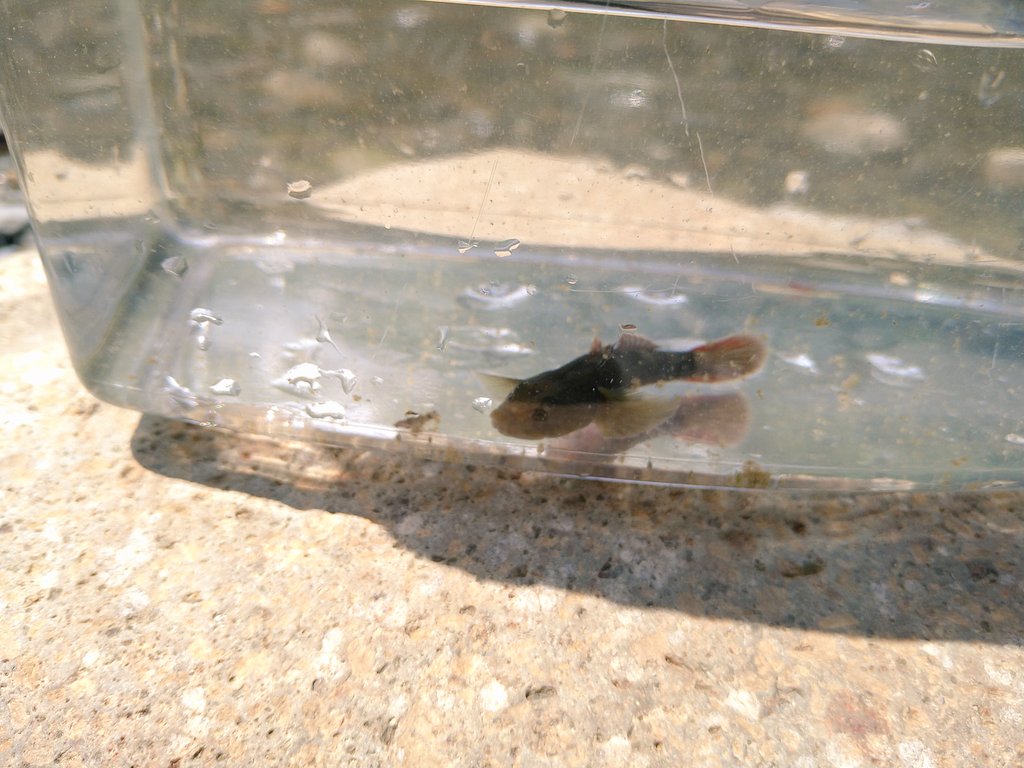 昨日も川遊び
オイカワとかも泳いでていい川だった