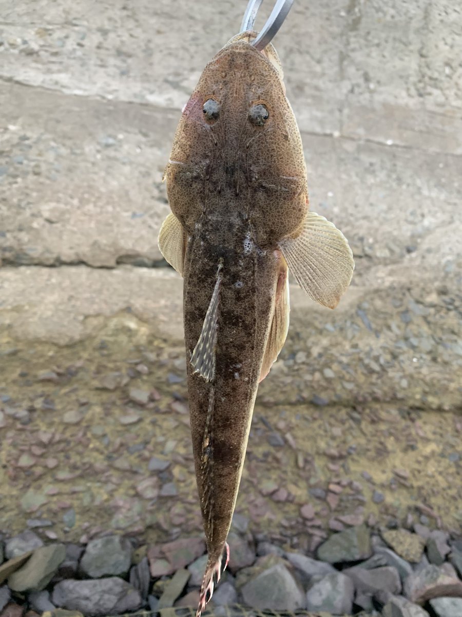 久しぶり釣りしたちっこいの2匹
じじい真横来て準備し出すし波も荒れてきたから帰宅( ´⌓` )