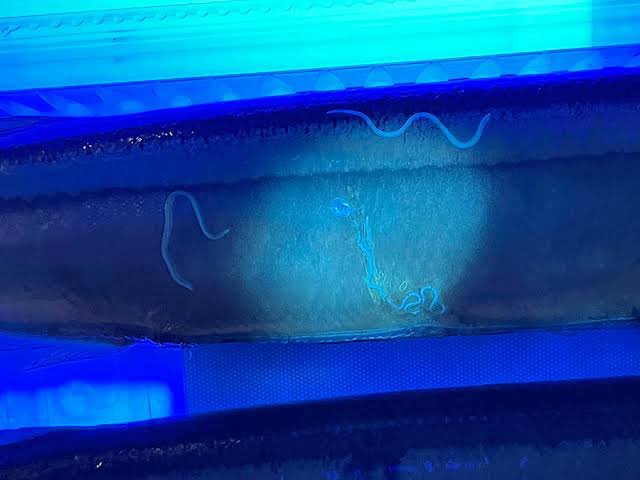 ShadowsOfJapan's tweet image. Have you heard of Anisakis?
A visible parasite lurking inside raw fish.
If you eat sushi or sashimi in Japan, this might be the risk you take.

Can you imagine the feeling…
of something crawling inside your stomach?

👉 [YouTubeリンク]
m.youtube.com/@shadows_of_ja…

#Anisakis #Sushi