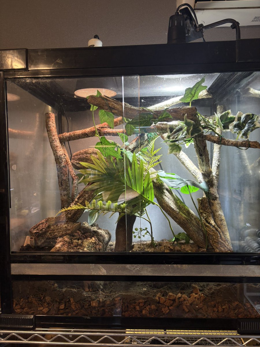 明日お迎えする生体はこちらにご入居頂きます。
因みに静レプに行った目的の一つはこちらのレイアウト材を購入する為😊
お気に入りのオーサムプラントさんで購入品にてレイアウト😊

うまい棒も美味しく頂きました😆

#夏レプ
#静レプ