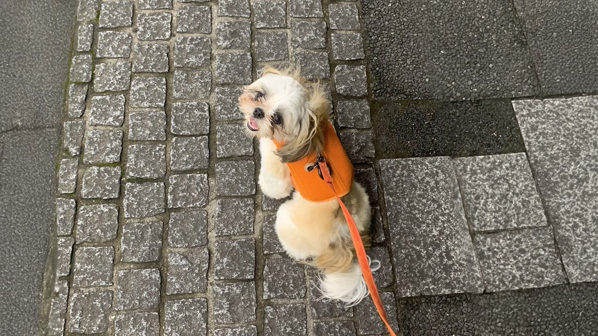 boku_tyra's tweet photo. 「あっらー🧸女の子なのねー」
と間違われることが9割。

とうの本人(犬)は何もわかってないご様子だけど、今日もティラのしんは笑顔で何より🐼

#シーズー
#シーズーのいる暮らし https://t.co/IliiTDc6I8