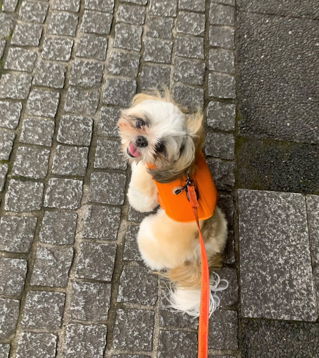 boku_tyra's tweet photo. 「あっらー🧸女の子なのねー」
と間違われることが9割。

とうの本人(犬)は何もわかってないご様子だけど、今日もティラのしんは笑顔で何より🐼

#シーズー
#シーズーのいる暮らし https://t.co/IliiTDc6I8