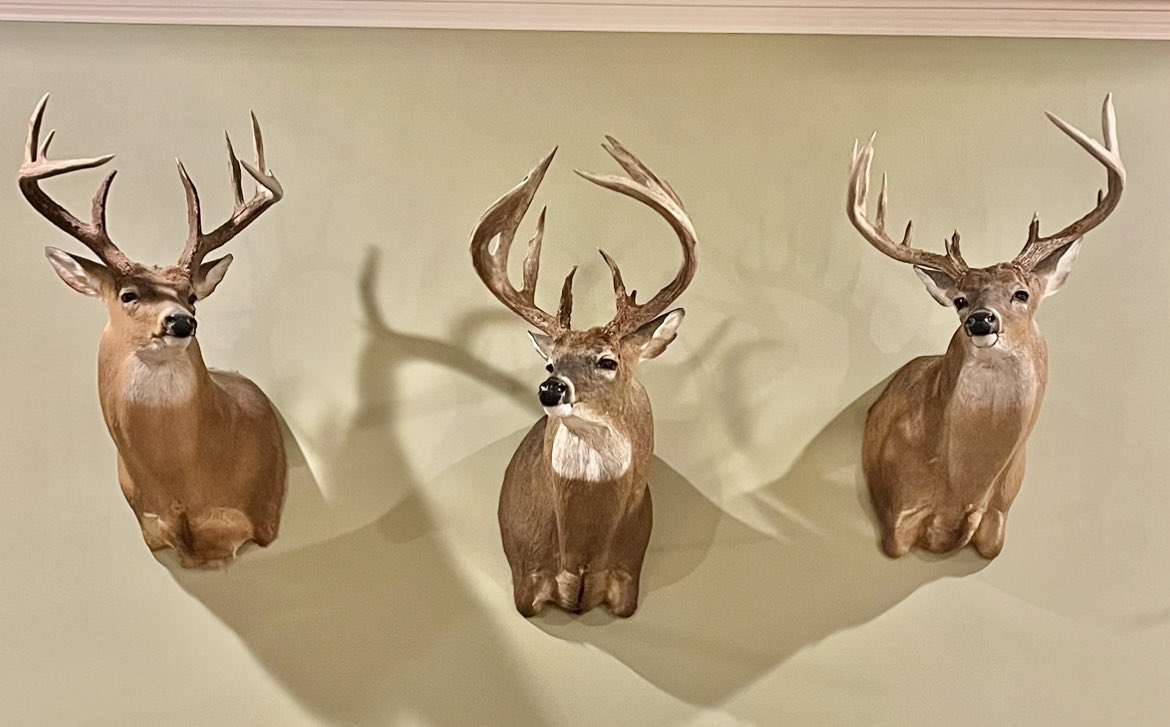 CoachMThompson's tweet image. Congratulations Chase! Got her deer back from the taxidermist! 10 pt 181 2/8 💪🏻 #ColeDavisTaxidermy