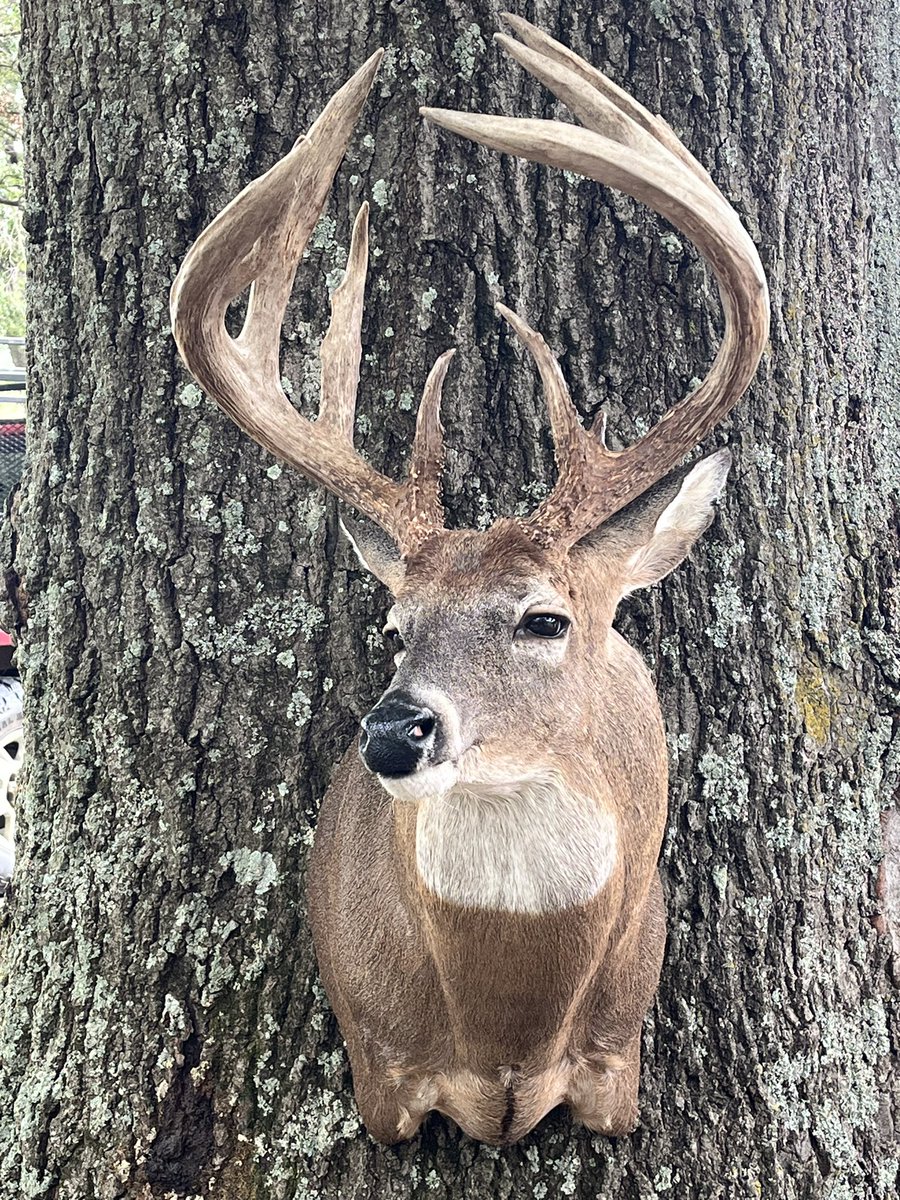 CoachMThompson's tweet image. Congratulations Chase! Got her deer back from the taxidermist! 10 pt 181 2/8 💪🏻 #ColeDavisTaxidermy
