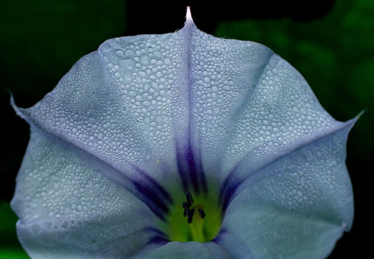 ferramlop's tweet photo. Datura sp. https://t.co/8BTd1Rb4YV