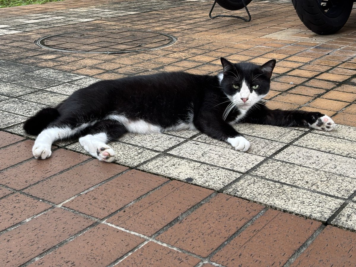 おはようございます🌤️
月曜日

アデニウム
花言葉「一目惚れ」
とても綺麗🌸

松ぼっくり
緑も可愛い♡

猫ちゃん😻
態度がボス猫ちゃんに似てきた🤭

福岡ライブまであと1週間！
人生初のぼっち参戦だけど😅
ドキドキ♡

今週もよろしくお願いします🙇‍♀️
良い1日をお過ごしください✨