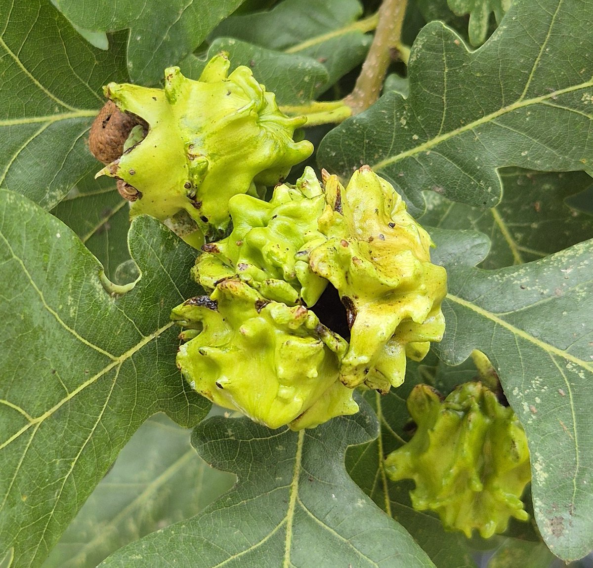 Wendy Tobitt ๐ (@12beesbuzzing) on Twitter photo It's a 'mast' year for Oak trees as acorns are ripening. Spot evidence of oak gall wasps too. These extraordinary shapes were created by the larvae of Knopper Gall Wasp (Andricus quercuscalicis). Galls are part of the biodiversity that a healthy oak tree supports. <a href="/TVERC1/">Thames Valley Environmental Records Centre</a> It's a 'mast' year for Oak trees as acorns are ripening. Spot evidence of oak gall wasps too. These extraordinary shapes were created by the larvae of Knopper Gall Wasp (Andricus quercuscalicis). Galls are part of the biodiversity that a healthy oak tree supports. <a href="/TVERC1/">Thames Valley Environmental Records Centre</a>