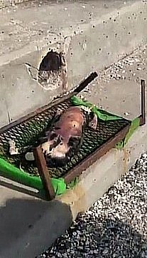 Mientras lees esto, en Arica, Iquique, Calama y Antofagasta los perros comunitarios están siendo asesinados.

PERRITO ENCONTRADO DECAPITADO DESPELLEJADO EN UNA PARRILLA EN ANTOFAGASTA. 

Leer información completa en el IG de Fundación Supercan