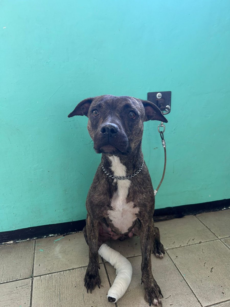 Amigxs, mis rescatados necesitan familias que los amen. Estamos en #Guadalajara ♥️