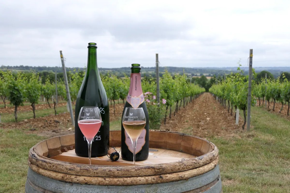 VineyardMagGB's tweet photo. ๐ทTake a look behind the scenes at Hattingley Valley: bold blends, global trends, and a masterclass in imaginative English winemaking.
#VineyardMagazine explores how this Hampshire winery is helping to shape the future of English wine.ย
@hattingleywines #EnglishWineWeek https://t.co/sjFXGXMDW3
